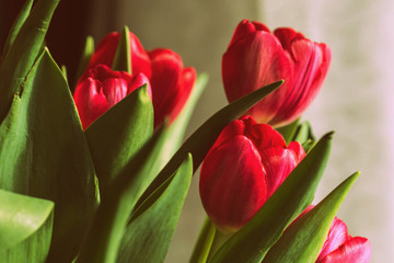 Bouquet of beautiful tulips on a sunny day closeup, retro style