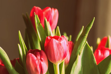 Bouquet of beautiful tulips on a sunny day closeup, retro style