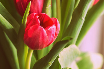 Naklejka premium Bouquet of beautiful tulips on a sunny day closeup, retro style
