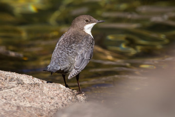 The Dipper