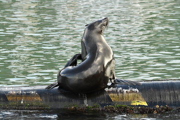 seals in the port at the berth of ships