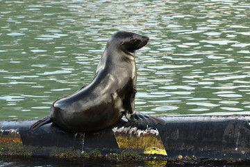 seals in the port at the berth of ships