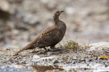 The Caucasian Grouse