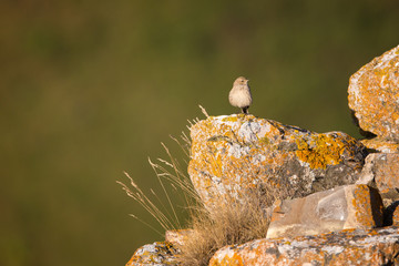 The little Bird on a Stone