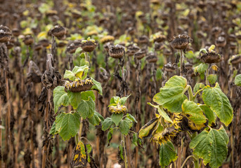 Field of drying sunflowers in Aquitaine. France