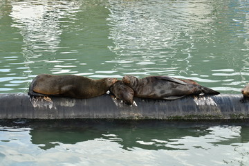 Fototapeta premium fur seal family on vacation