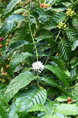 Fototapeta na wymiar Coffee tree blossom with white color flower close up view 