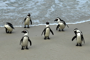 Obraz premium penguins on their beach near cape town