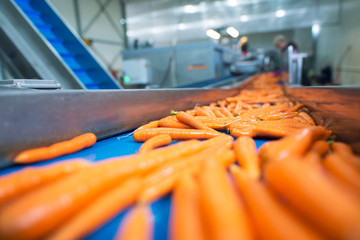 Fresh vegetables on conveyor belt being transported in food processing plant.