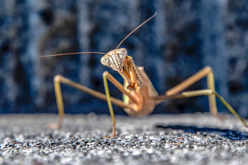 どんぐり眼のカマキリ