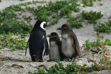 Penguin parent and children on training