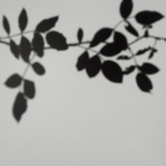 Grey background with leaf shadow