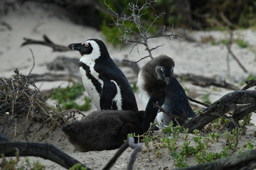 penguins on their beach near cape town