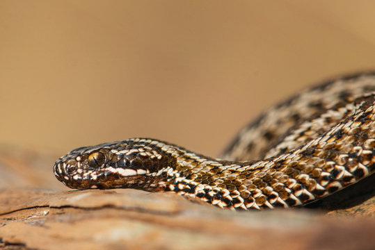 Steppe Viper, Vipera ursinii, poisonous snake. close up