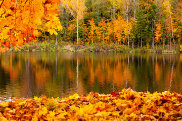 bright autumn landscape: a lot of golden maple leaves, a lake and colorful trees; wallpaper, copy space, relax