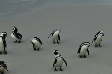 Fototapeta premium penguins on their beach near cape town
