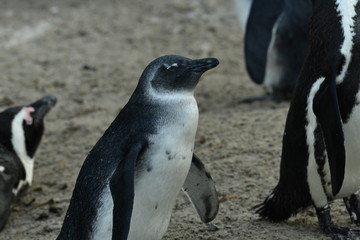 penguins on their beach near cape town