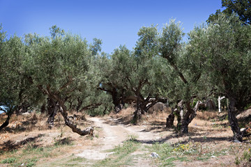 Fototapeta na wymiar Olive grove in Greece