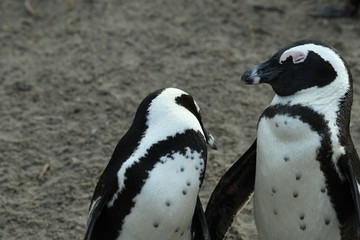 penguins on their beach near cape town