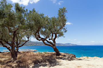 Fototapeta na wymiar Olive trees on the cliff