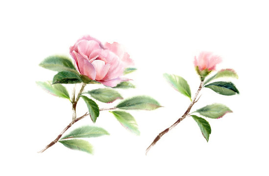 Camellia tree branches with big pink flower, bud and leaves. Watercolor hand drawn illustration set isolated on white for wedding stationery design, card print and banners
