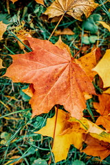 multicolored fallen autumn leaves in the park