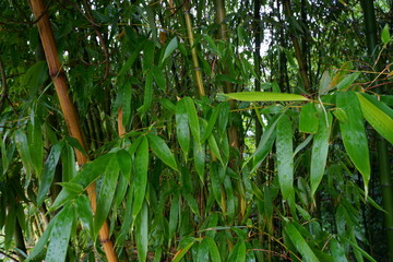 Fototapeta na wymiar 緑色一杯の竹の林