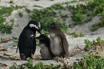 penguins on their beach near cape town