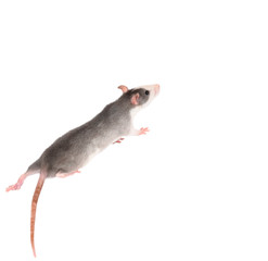 Funny gray rat isolated on white. Rodent pets. Domesticated rat close up.