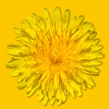 Dandelion flower isolated on yellow background. Bright yellow dandelion close up. Flower head.