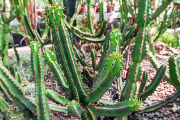 Fototapeta premium Green cactus background outdoors. Prickly cactus leaves.
