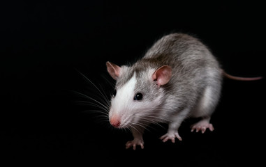 Young gray rat isolated on black background. Rodent pets. Domesticated rat close up. The rat is looking at the camera