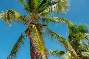 Palm tree with coconuts