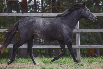 portrait of young gray trakehner mare horse trotting in paddock along the fence in autumn