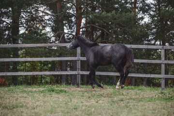portrait of gray trakehner mare horse galloping in paddock along the fence in autumn