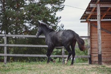 portrait of gray trakehner mare horse galloping in paddock towards the fence near shelter in autumn