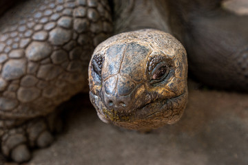 Close-up on giant tortoise head