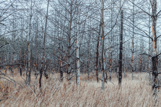Dead pine forest. Zone of radiation contamination. The Techa River, Chelyabinsk Region, Russia. Horizontal shot