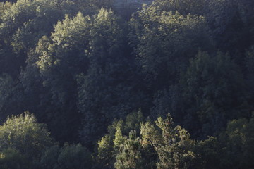 Forest in the Basque Country