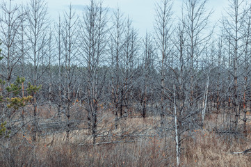 Dead pine forest. Zone of radiation contamination. The Techa River, Chelyabinsk Region, Russia. Horizontal shot