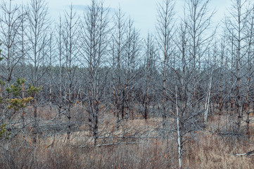 Fototapeta premium Dead pine forest. Zone of radiation contamination. The Techa River, Chelyabinsk Region, Russia. Horizontal shot