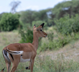 Antelope impala