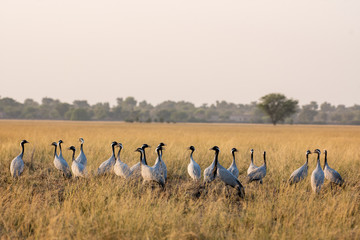 Obraz na płótnie Canvas Demoiselle crane or Grus virgo in a group or flock with a pattern in open grassland or grass field at landscape of Tal Chhapar Blackbuck sanctuary, rajasthan, India