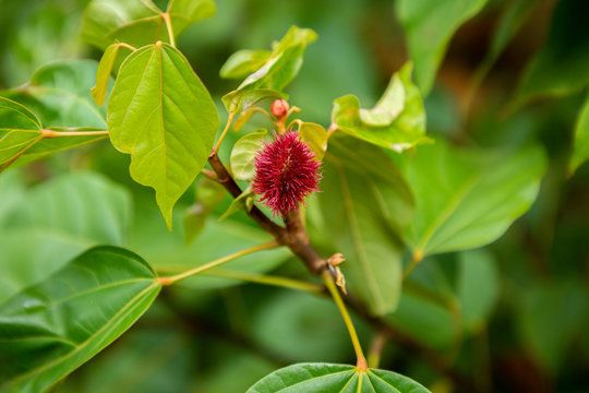 Tropical achiote fruit