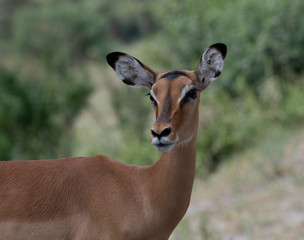 Antelope impala
