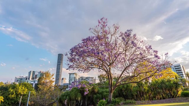 Timelapse of Jacaranda tree in bloom in Brisbane, Australia