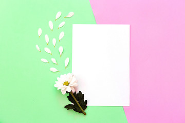 White chrysanthemum with copy space on a green and pink background