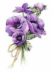 violet anemon flowers drawing watercolor