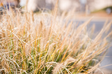 Fototapeta premium tree