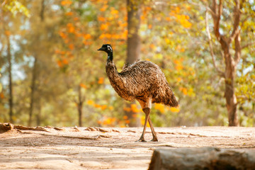 Australian Emu outdoors